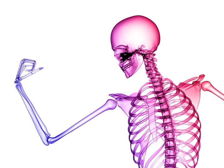 Wie viele Knochen hat ein Mensch